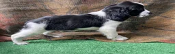 English Springer Spaniel dogs for sale: Blackbeard - Ad 4