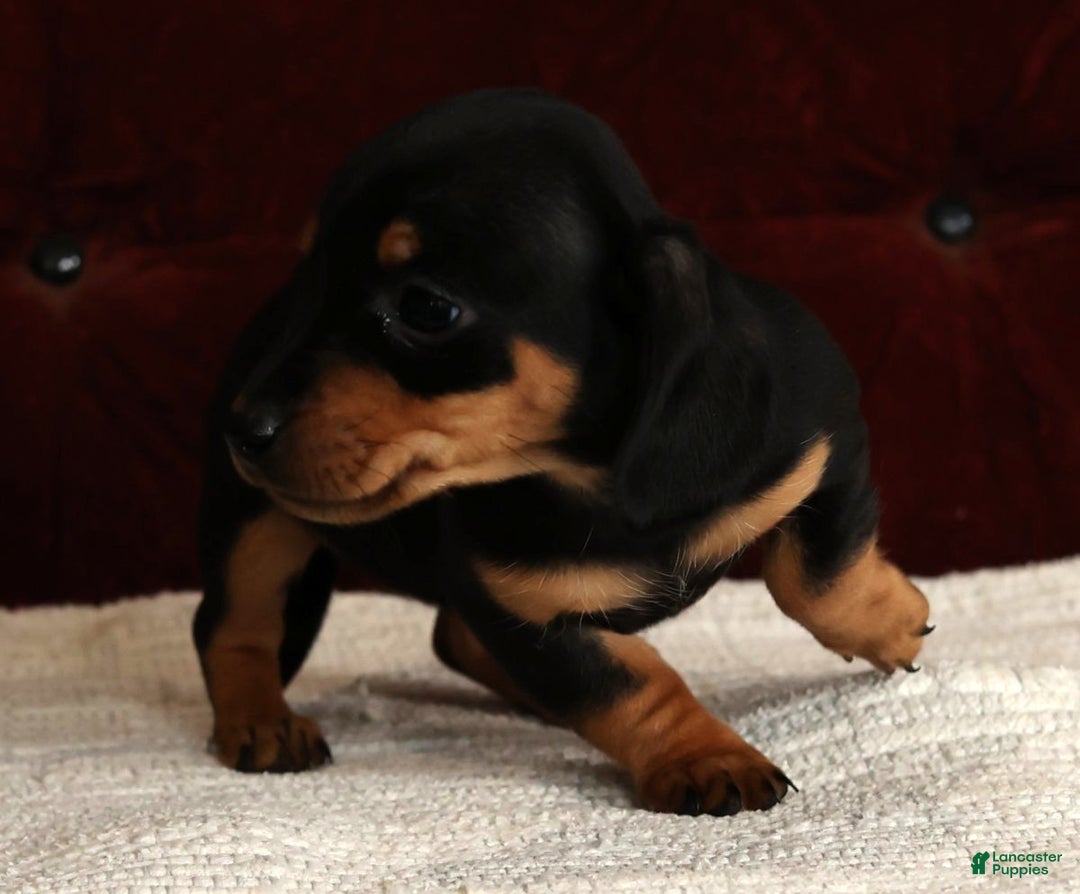 Miniature Dachshund dogs for sale: Krissy - Ad 4