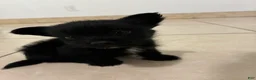 Mixed Breed dogs for sale: Mixed Breed 2 - Ad 2