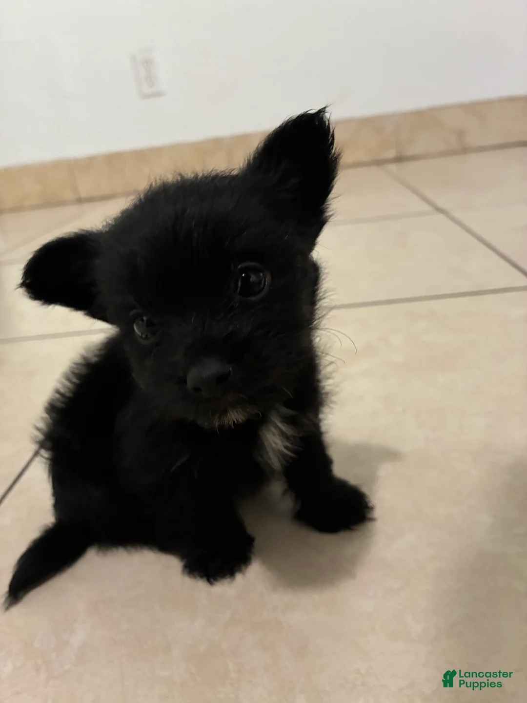 Mixed Breed dogs for sale: Mixed Breed 2 - Ad 2