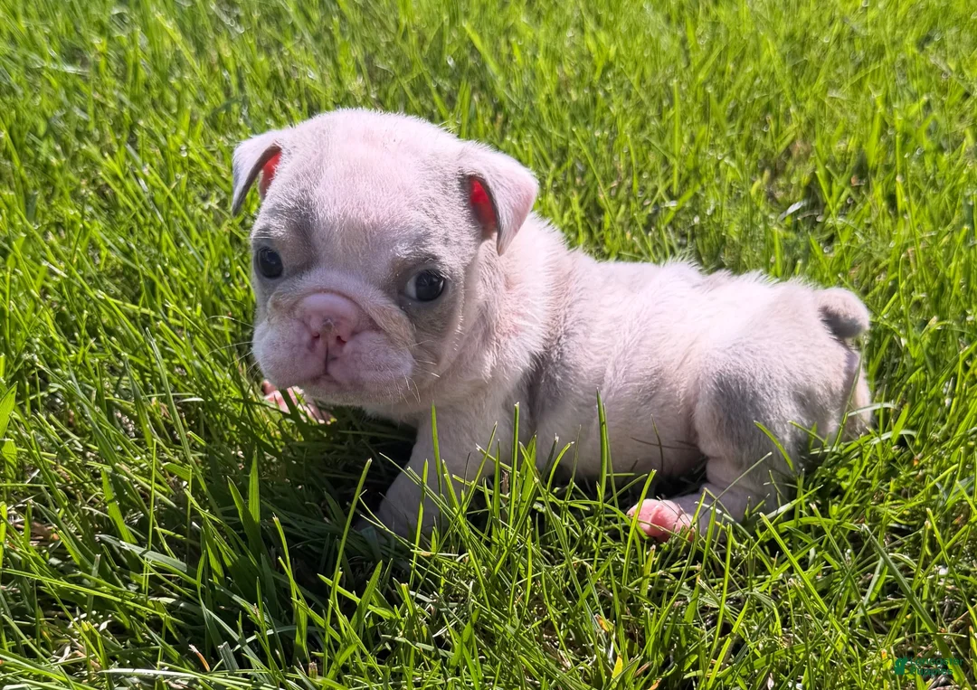 English Bulldog dogs for sale: london- TAKE HOME TODAY - Ad 3