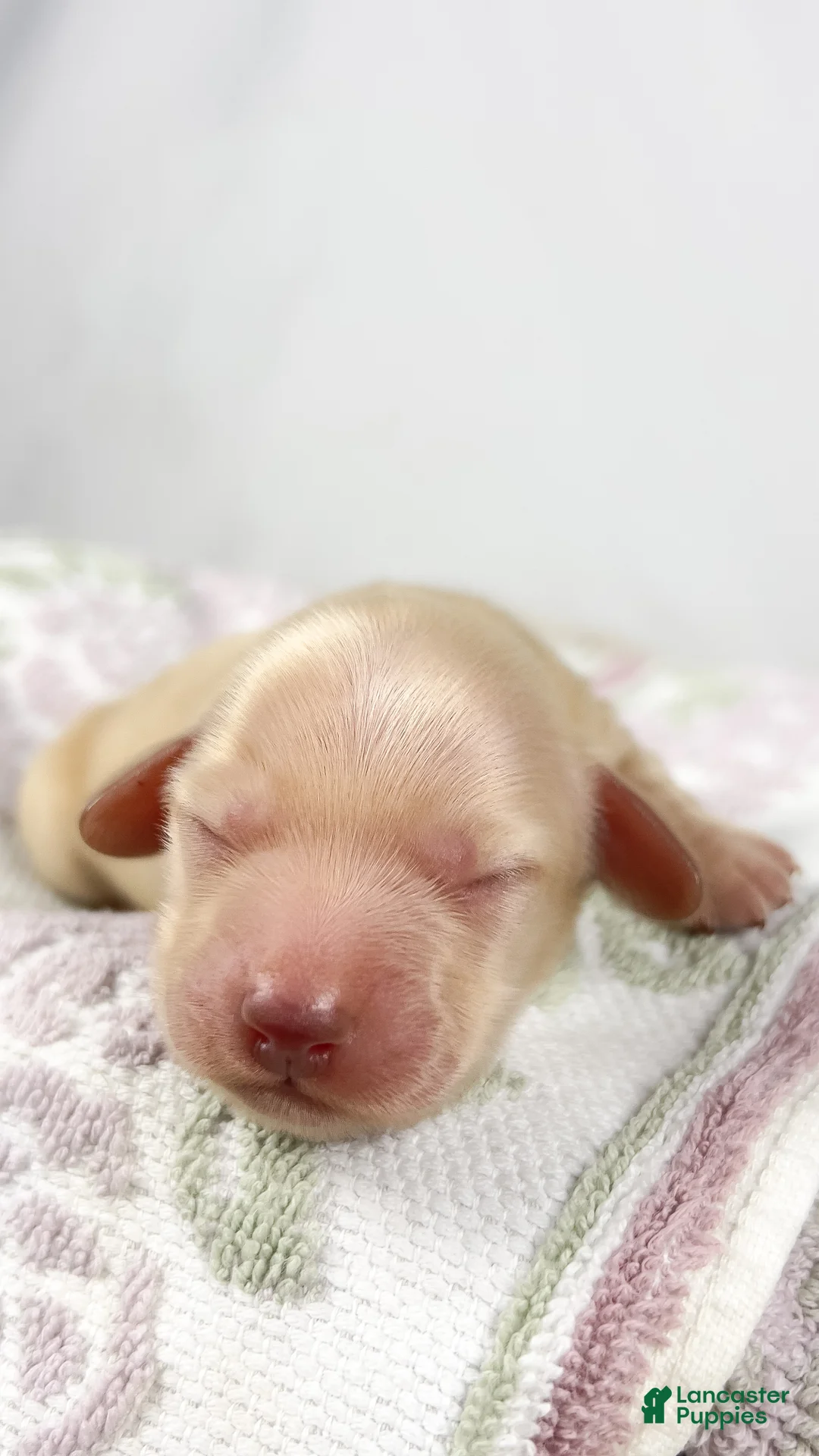 Miniature Dachshund dogs for sale: Vanilla - Ad 2