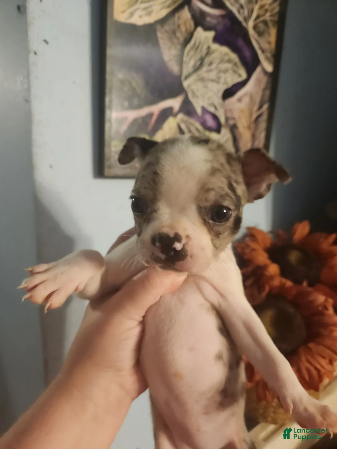 Boston Terrier dogs for sale: Boston Terrier 4 - Ad 1