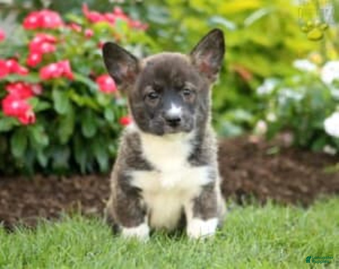 Gallery Image {{count}}