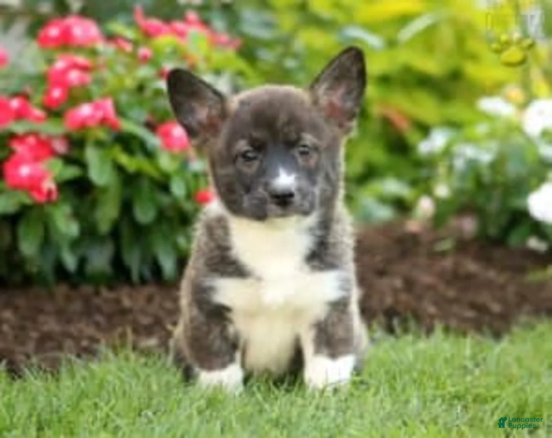 Gallery Image {{count}}