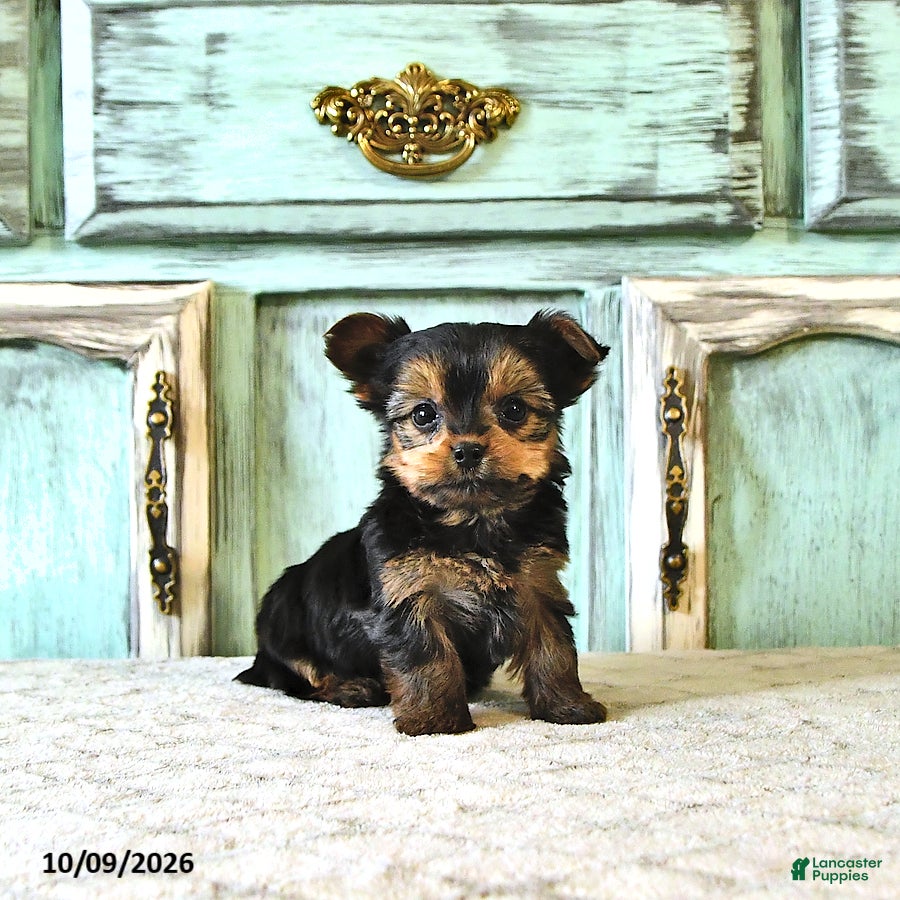 Yorkshire Terrier dogs Cooper - Ad 2
