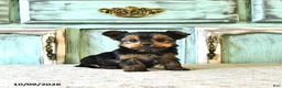 Yorkshire Terrier dogs for sale: Cooper - Ad 2
