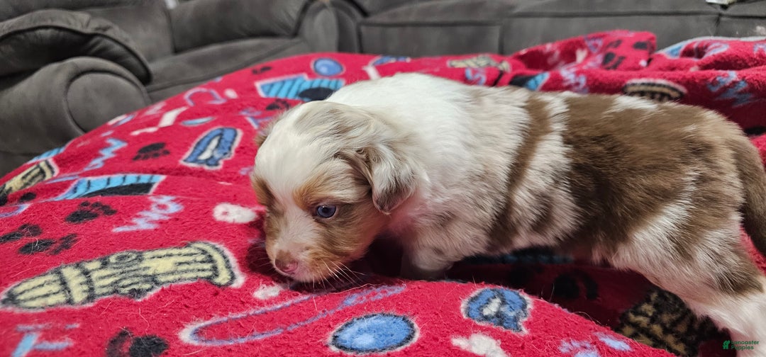 Miniature Australian Shepherd dogs for sale: Carrot  - Ad 3