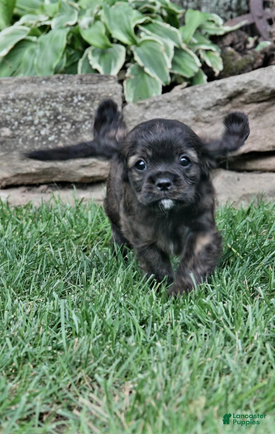 Cavapoo dogs for sale: Rex - Ad 2