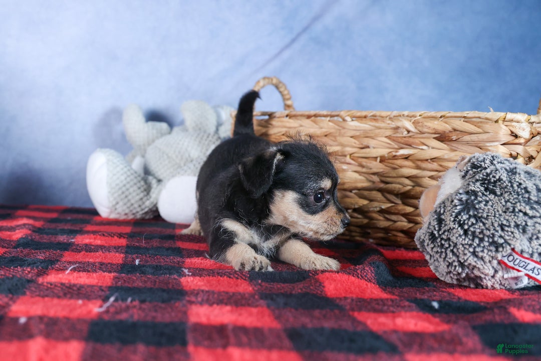 Chipoo dogs for sale: Kinsley - Ad 12