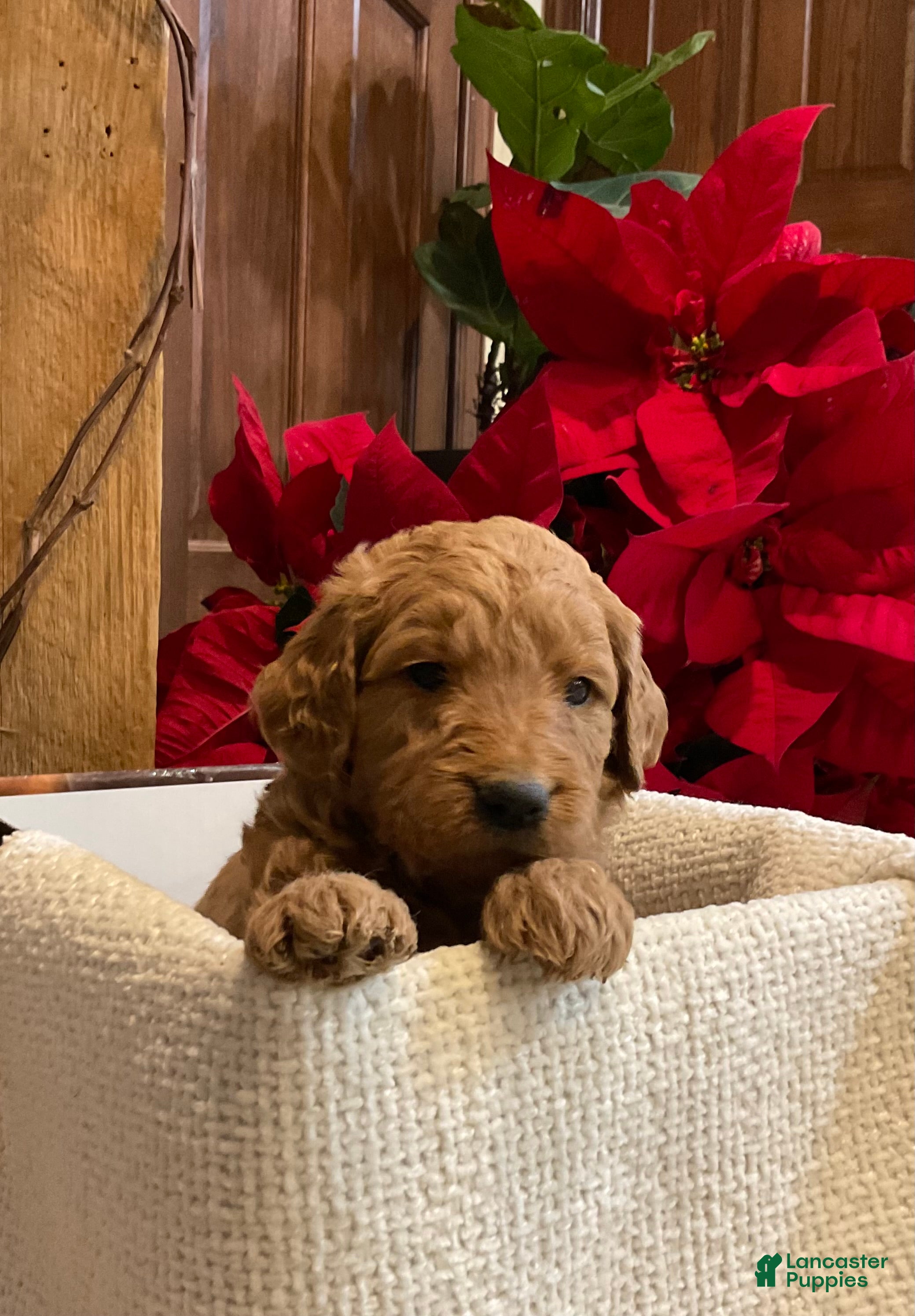 Goldendoodle dogs Goldendoodle Puppy 6 - Ad 22