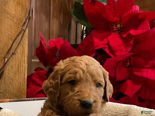 Goldendoodle dogs Cameo - Ad 30