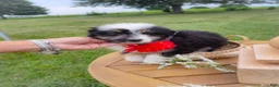 Aussiedoodle dogs for sale: Sugar Melon - Ad 4