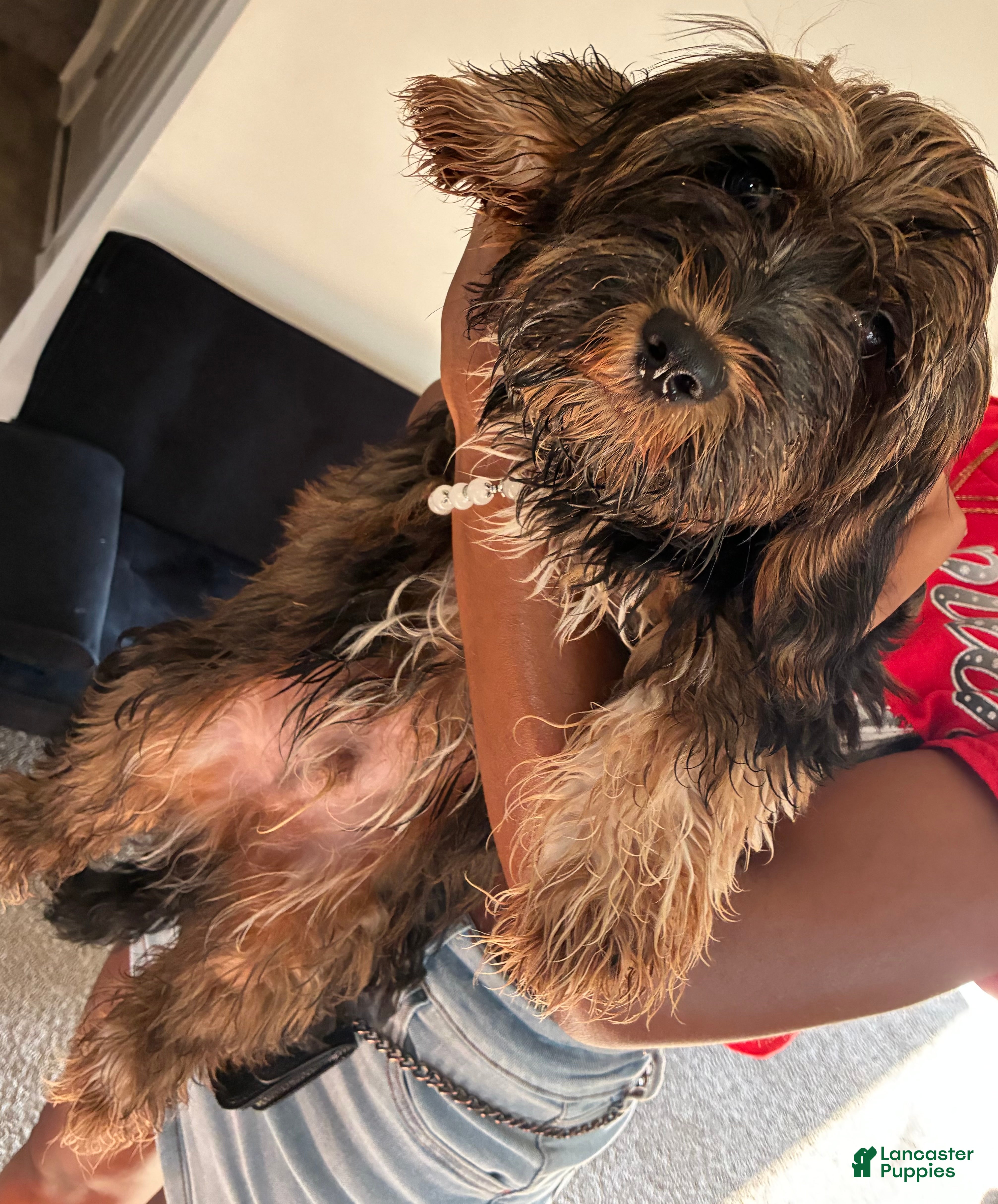 Yorkiepoo dogs for sale: Yorkiepoo 1 - Ad 19