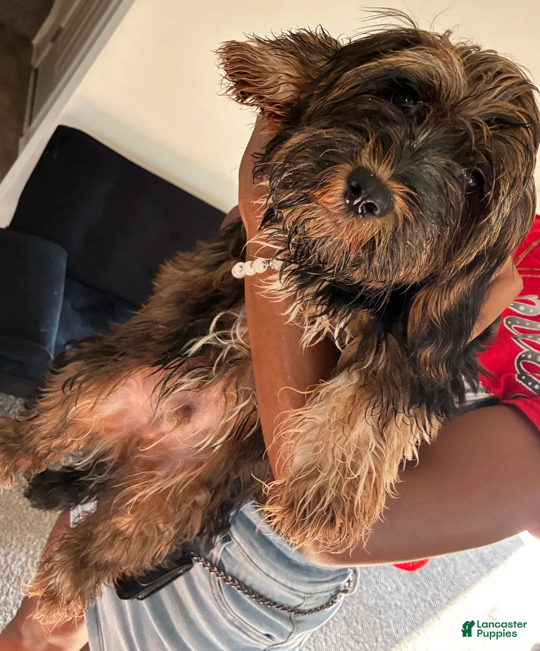 Yorkiepoo dogs for sale: Yorkiepoo 1 - Ad 1