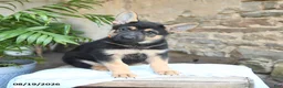 German Shepherd dogs for sale: Norway - Ad 4