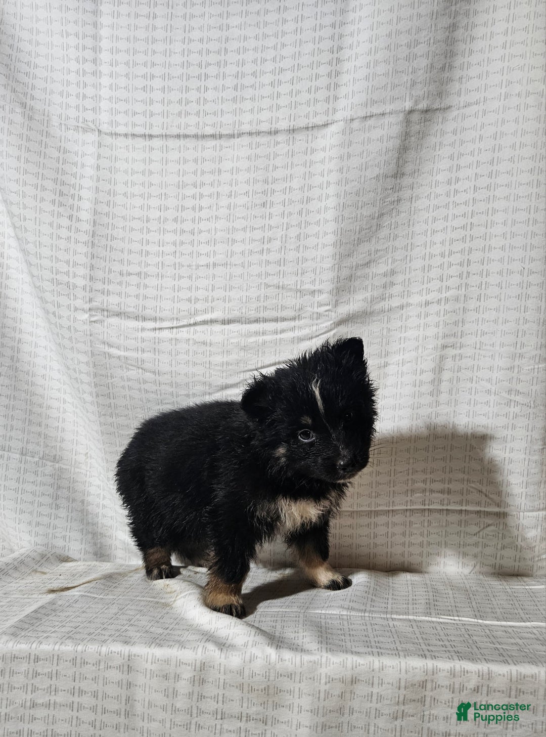 Mixed Breed dogs for sale: Carly - Ad 3