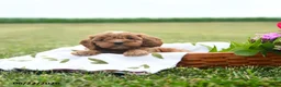 Cavapoo dogs for sale: Cookie - Ad 3