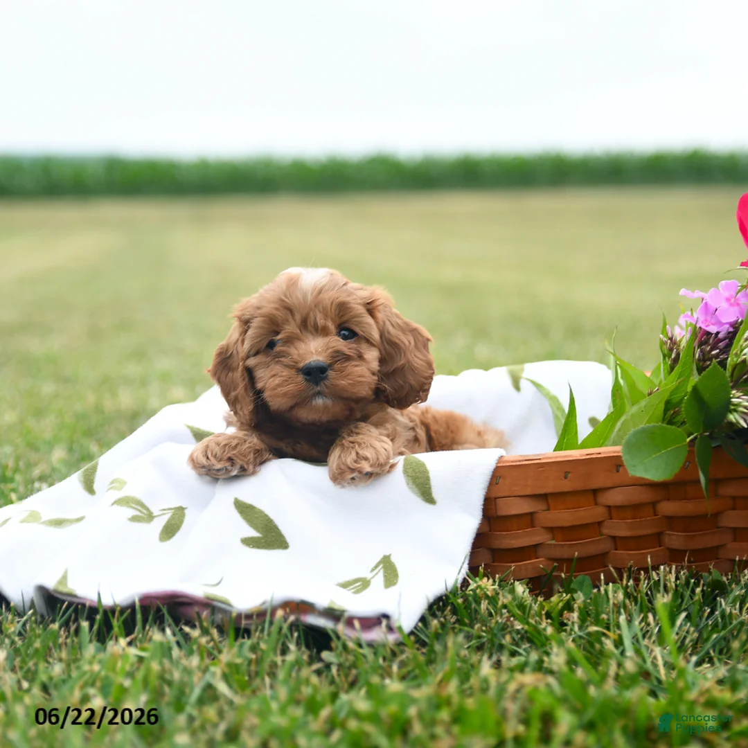 Cavapoo dogs for sale: Cookie - Ad 3