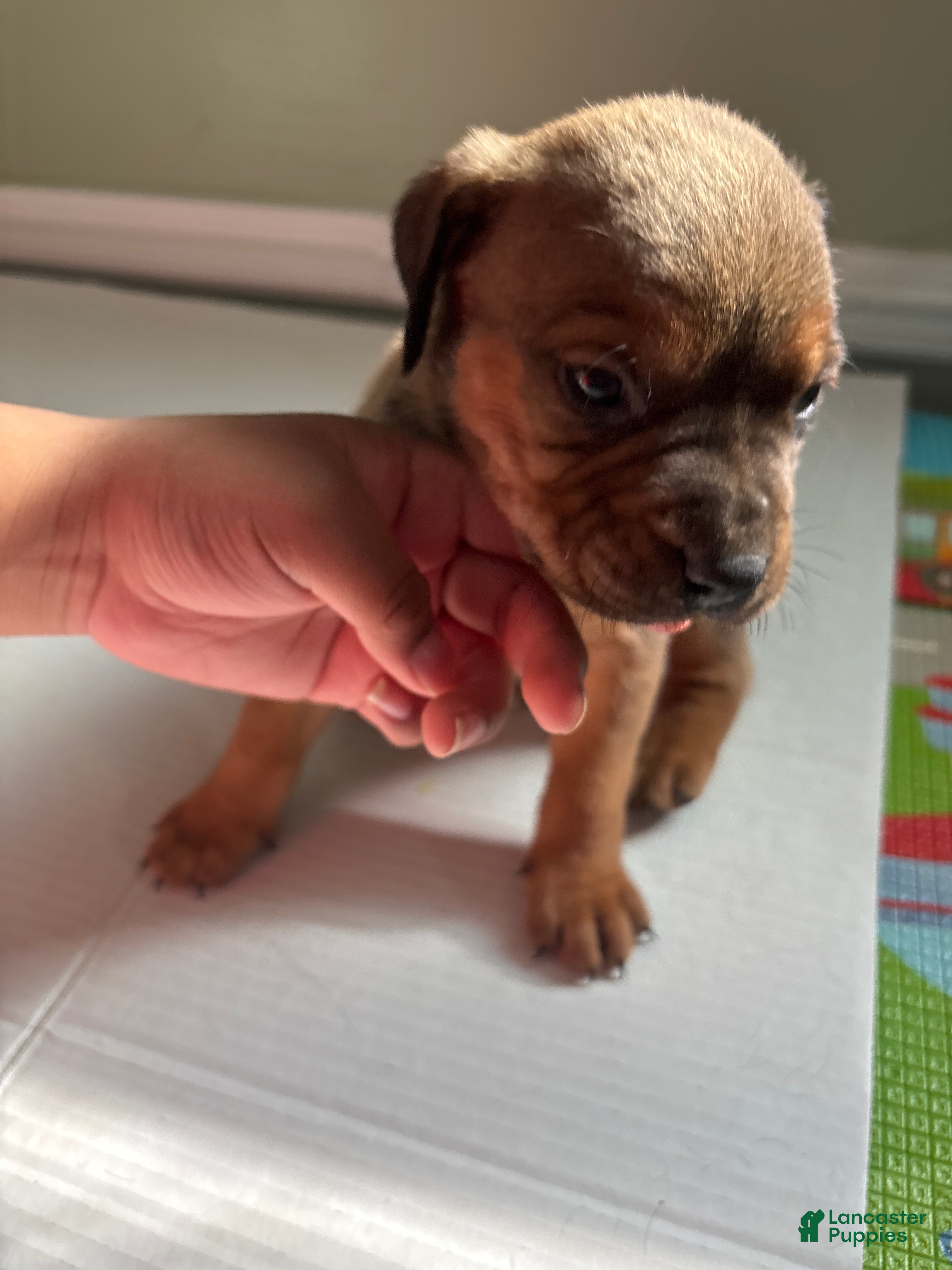 American Staffordshire Terrier dogs American Staffordshire Terrier Puppy 5 - Ad 11