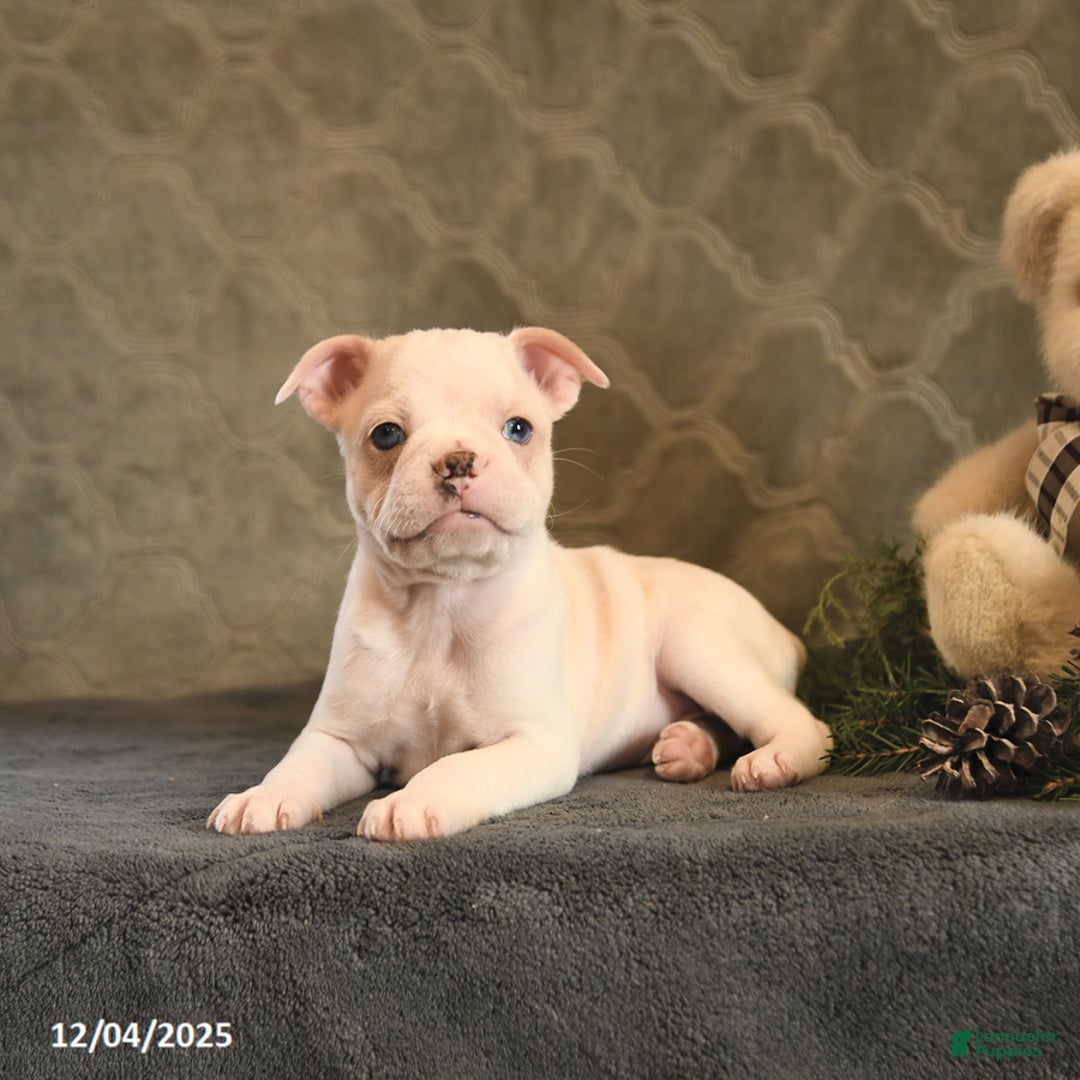Boston Terrier dogs for sale: Cinnamon - Ad 5