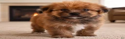 Morkie dogs for sale: Jake - Ad 4