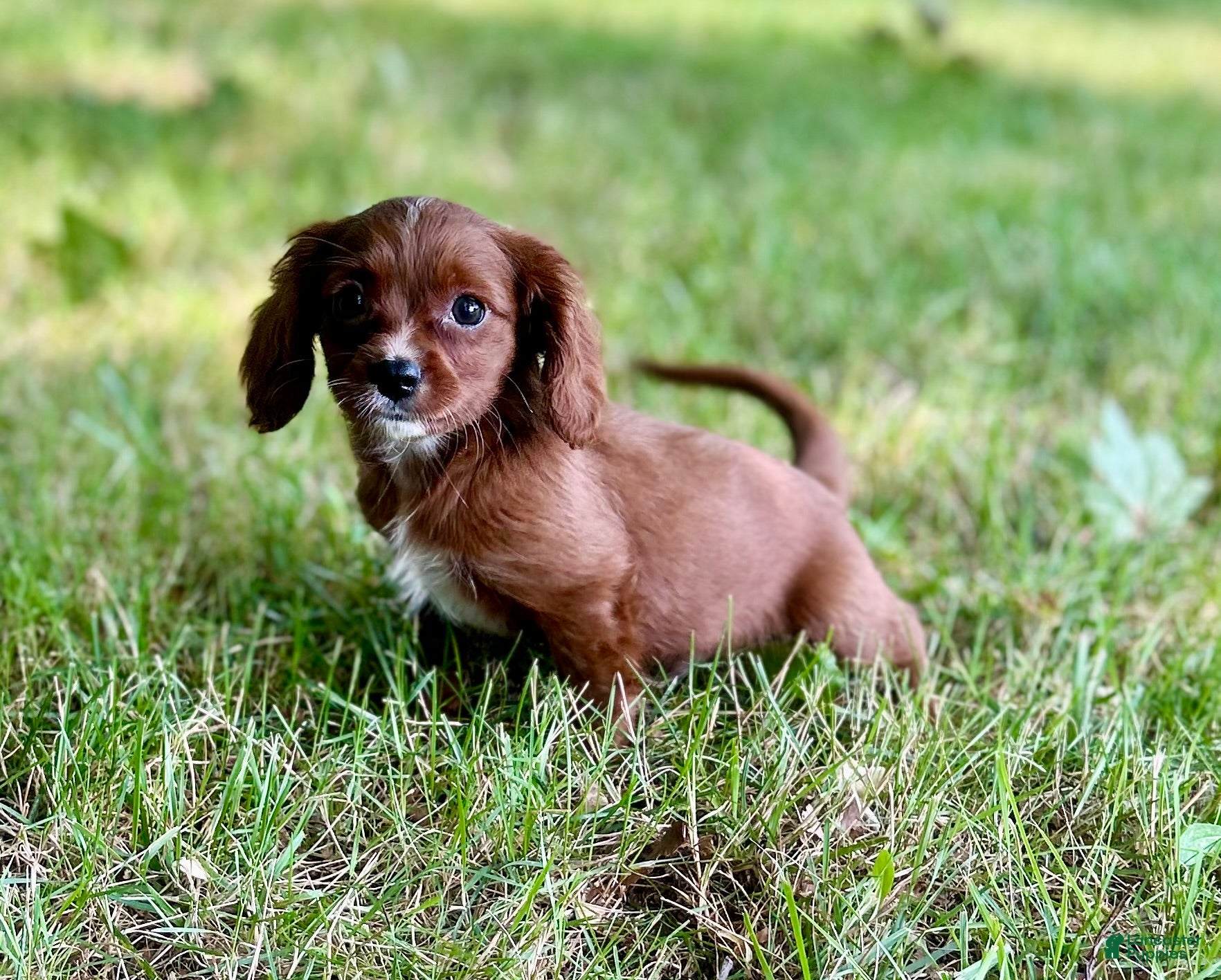Cavapoo dogs Teddy - Ad 8