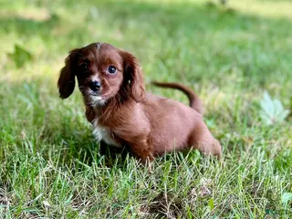 Cavapoo dogs Teddy - Ad 8