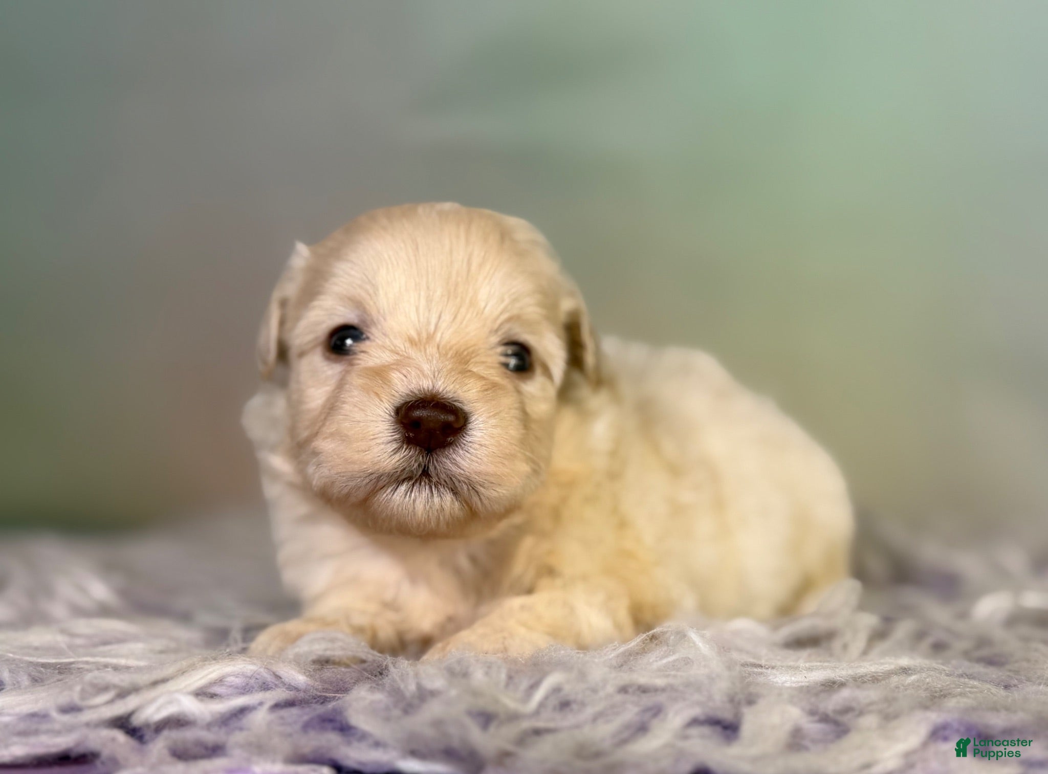 Schnoodle dogs Parker - Ad 2
