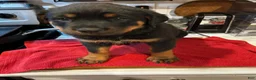 Rottweiler dogs for sale: Rottweiler 1 - Ad 2