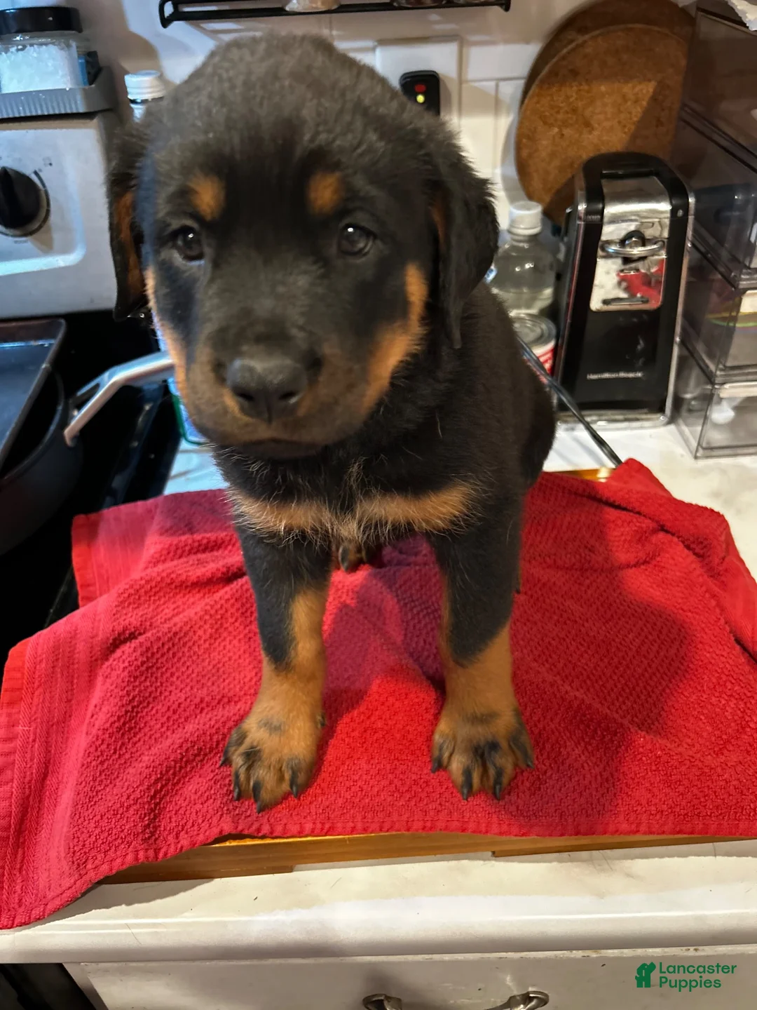 Rottweiler dogs for sale: Rottweiler 1 - Ad 2