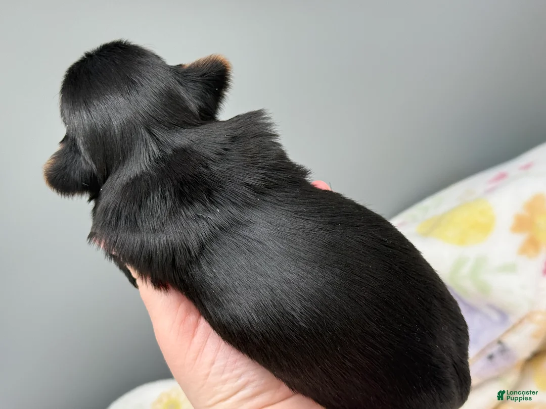 Yorkshire Terrier dogs for sale: Serena  - Ad 4