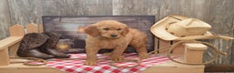Goldendoodle dogs for sale: Rylan - Ad 1