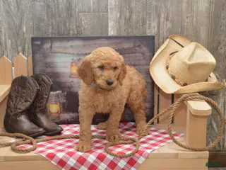 Goldendoodle dogs Rylan - Ad 2
