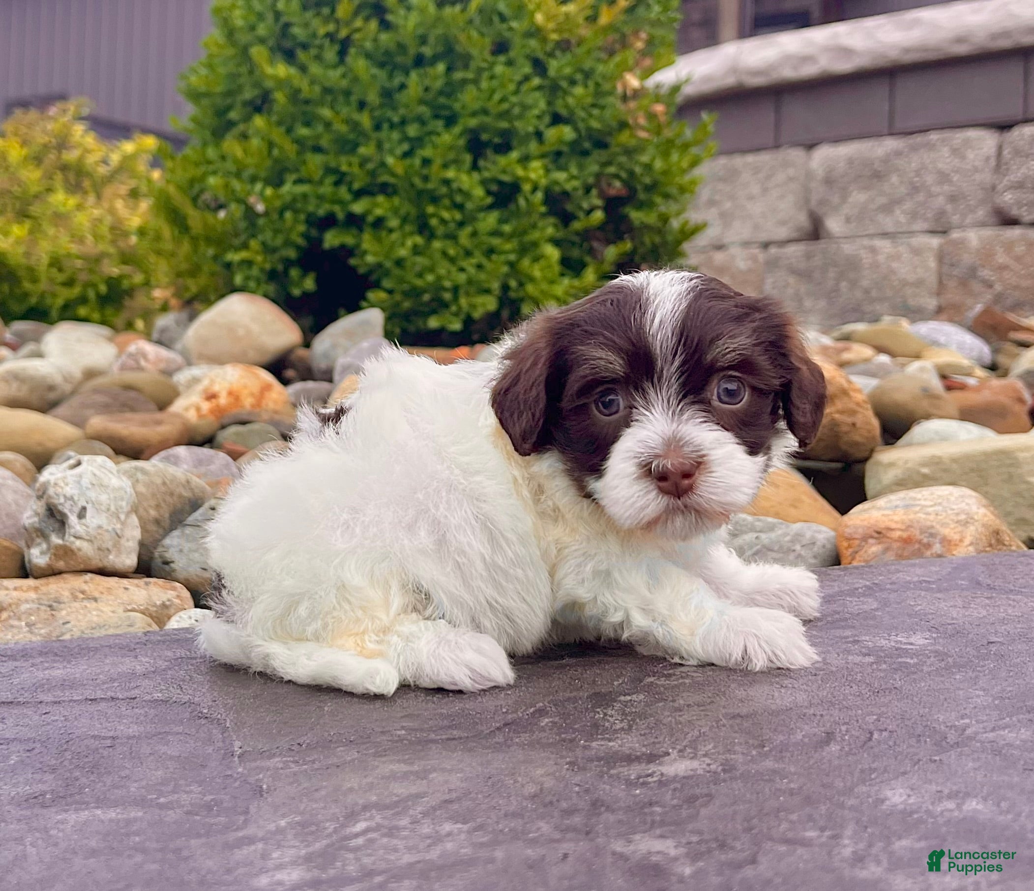 Havanese dogs Carmen - Ad 2