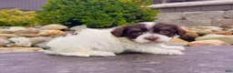 Havanese dogs for sale: Carmen - Ad 2