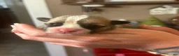 American Bully dogs for sale: American Bully Female - Ad 11