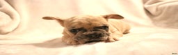 French Bulldog dogs for sale: Moose - Ad 5