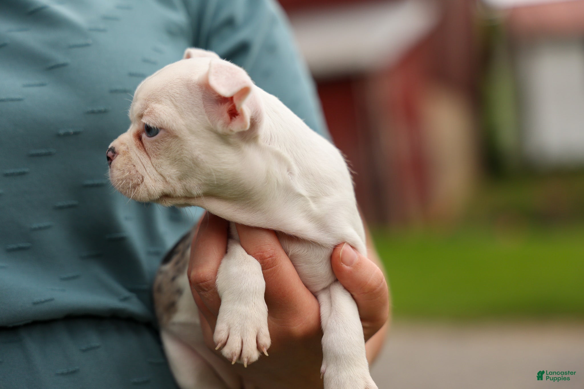Frenchton dogs BELLA - Ad 2