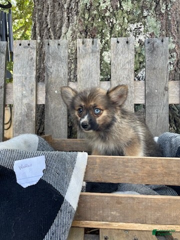 Pomsky dogs Waffles - Ad 2