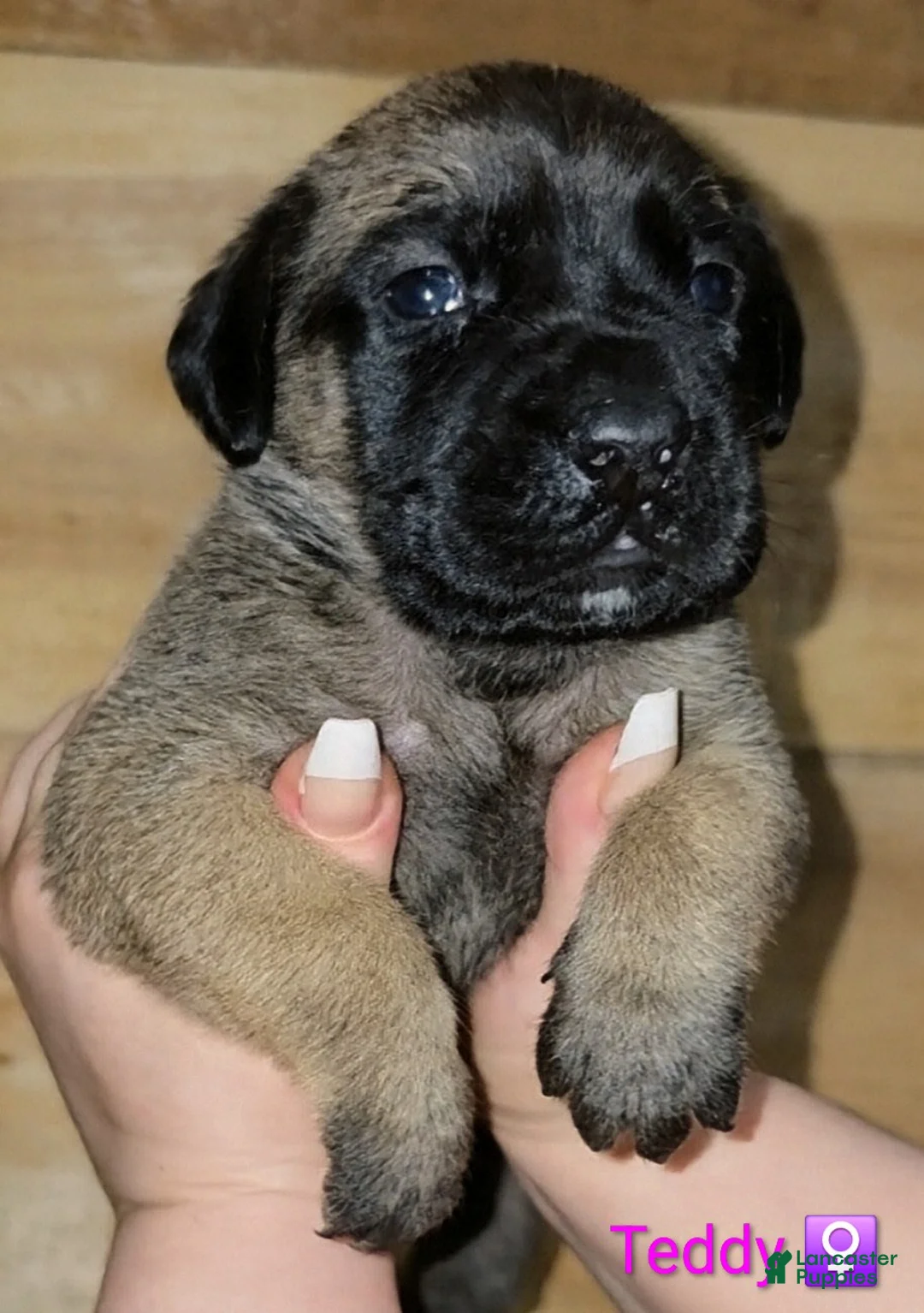 English Mastiff dogs for sale: Teddy - Ad 2