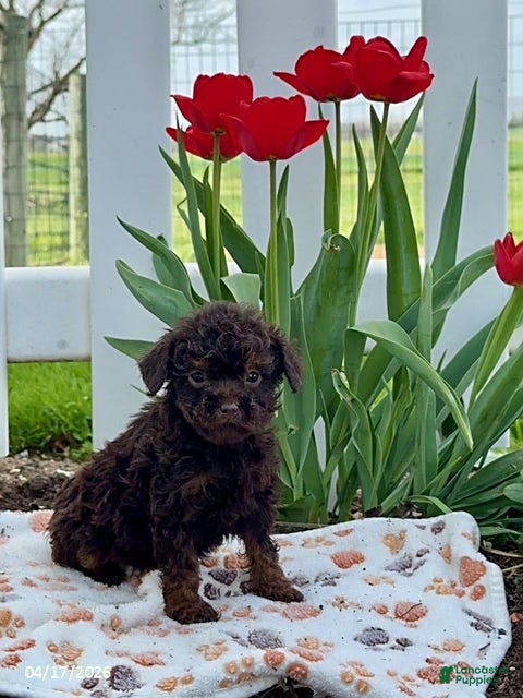 Miniature Poodle dogs Dixie Extra Small - Ad 1