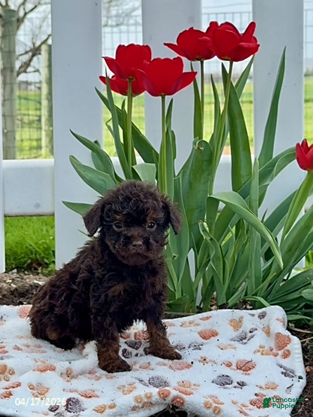 Miniature Poodle dogs for sale: Dixie Extra Small - Ad 1