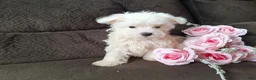 Maltese dogs for sale: Snowden - Ad 6