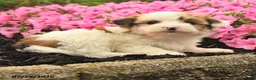 Mixed Breed dogs for sale: Gail - Ad 3