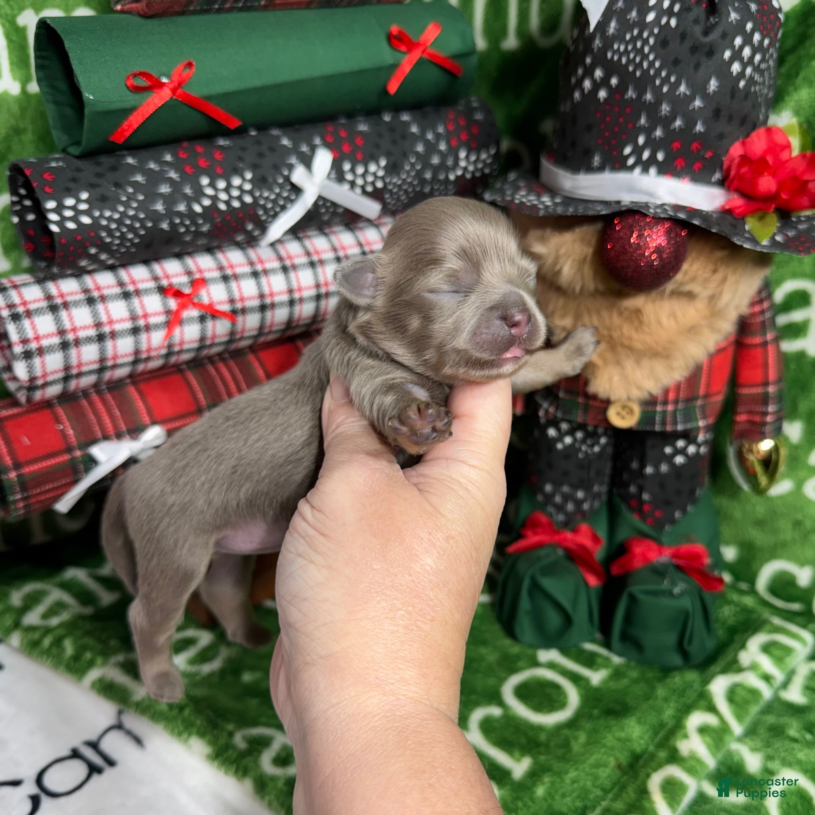 Chihuahua dogs Aurora Long Coat Lavender  - Ad 12