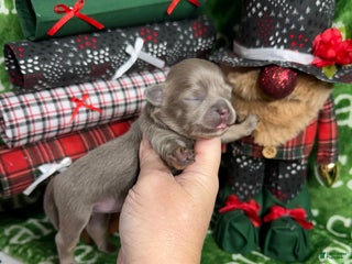 Chihuahua dogs Aurora Long Coat Lavender - Ad 12