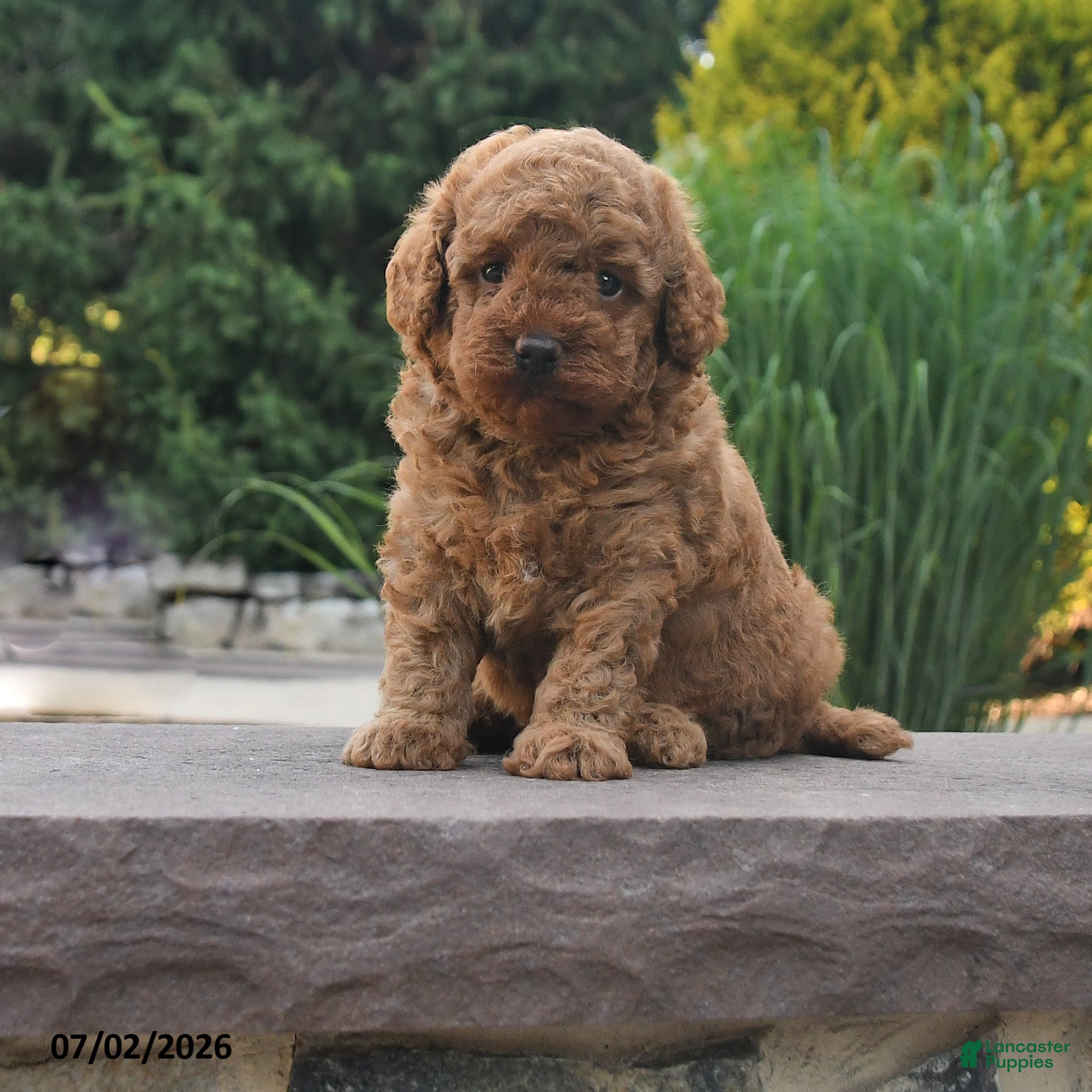 Toy Poodle dogs Gio - Ad 1