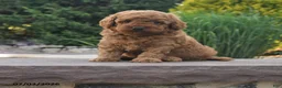 Toy Poodle dogs for sale: Gio - Ad 1