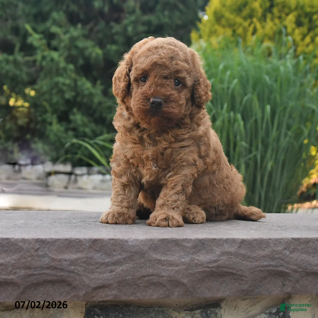 Toy Poodle dogs for sale: Gio - Ad 1
